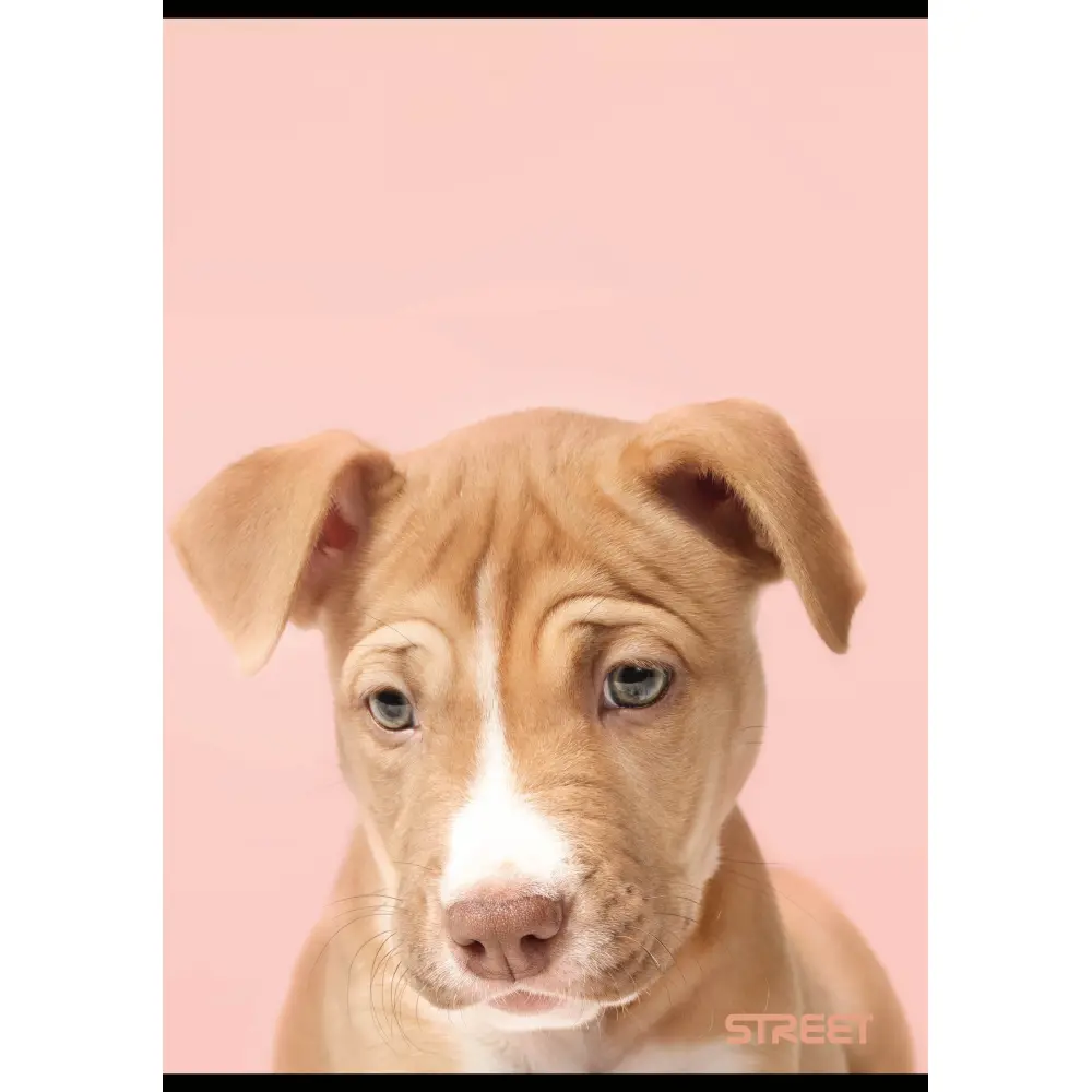 Zvezek Street Friends A4 mali karo