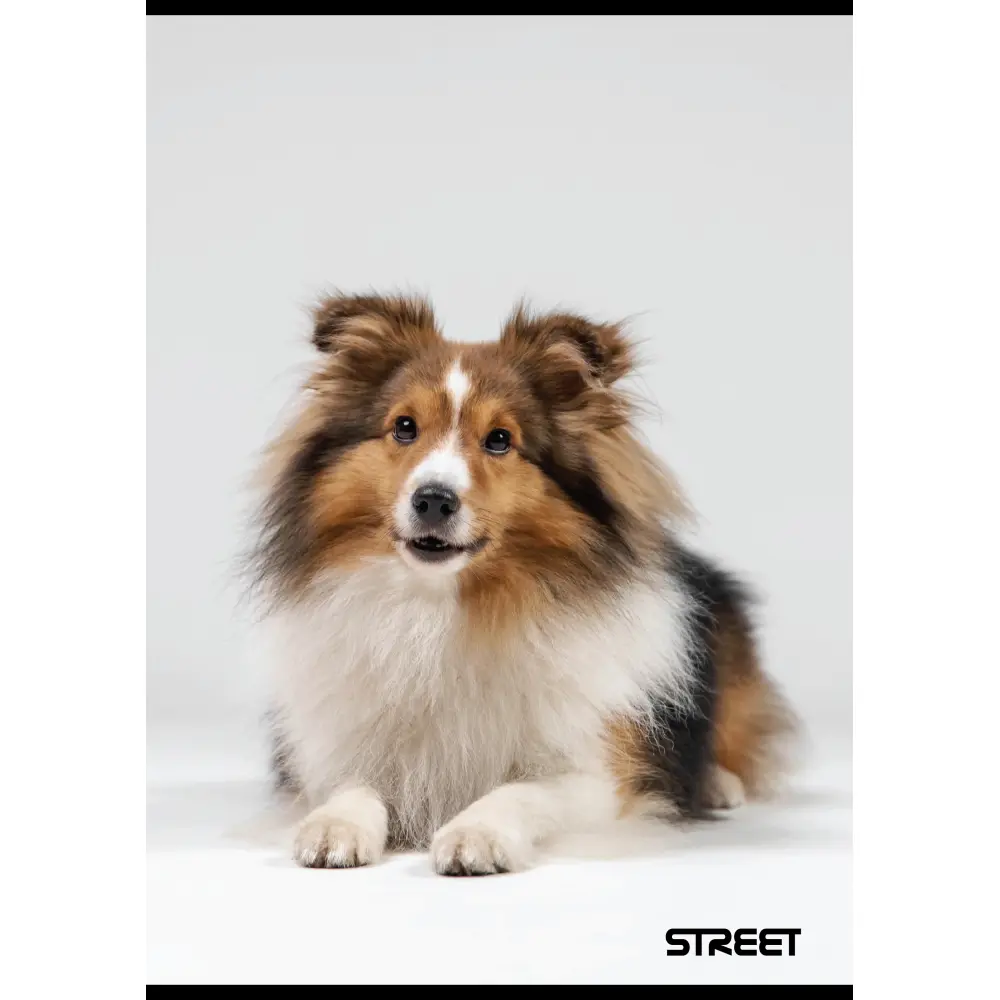 Zvezek Street Friends A4 mali karo