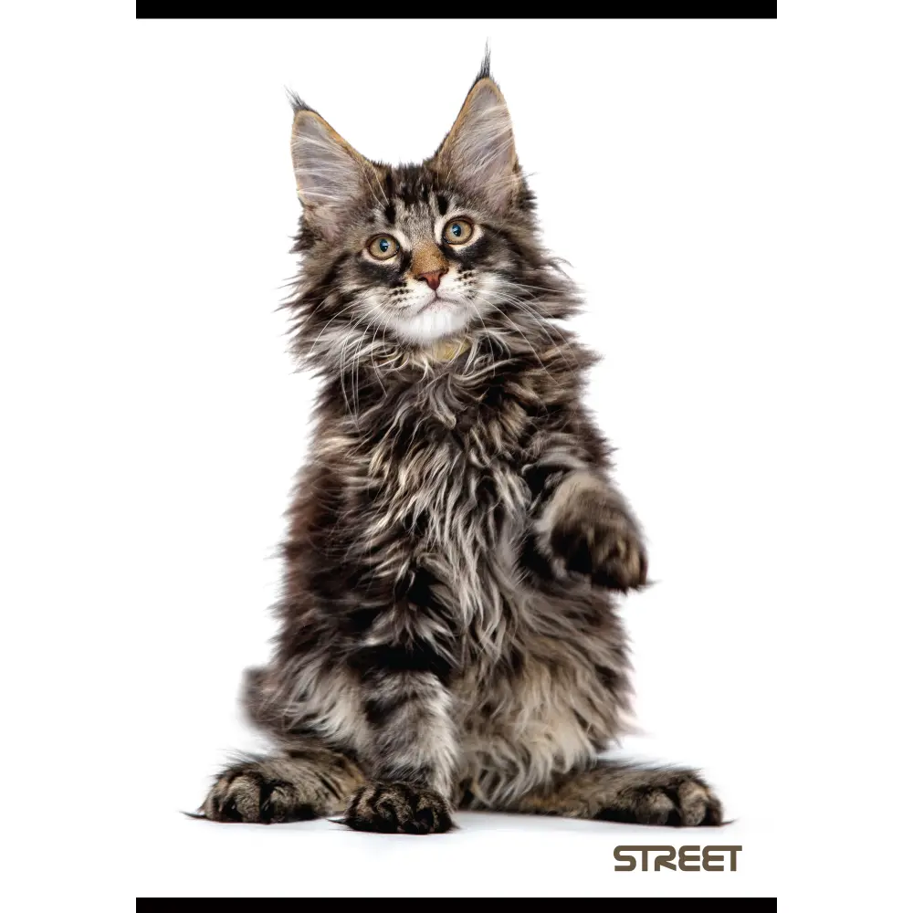 Zvezek Street Friends A4 mali karo