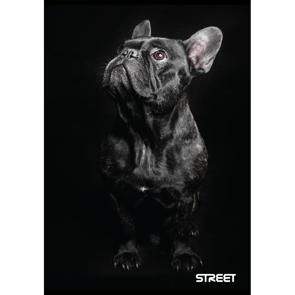 Zvezek Street Friends A4 1CM karo