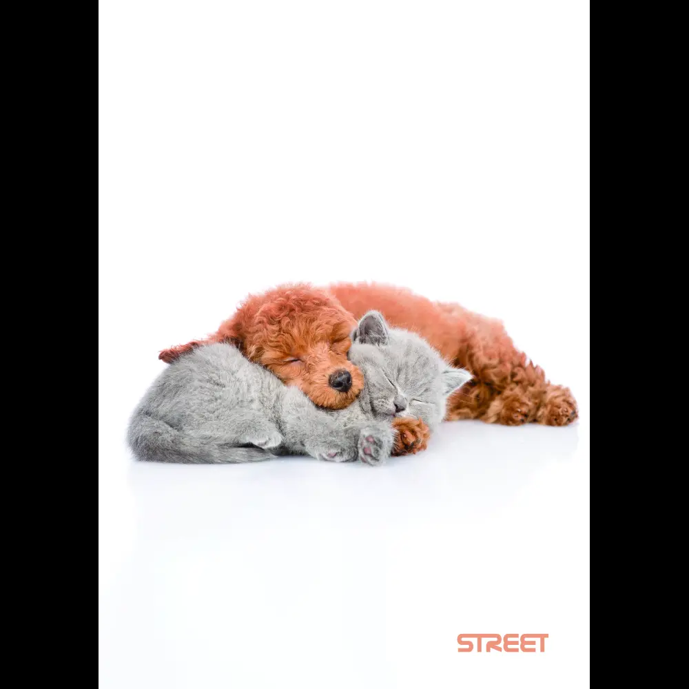 Zvezek Street Friends A5 črte z robom