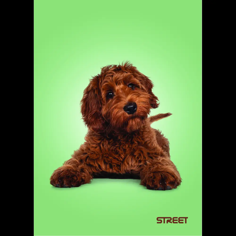 Zvezek Street Friends A5 črte z robom