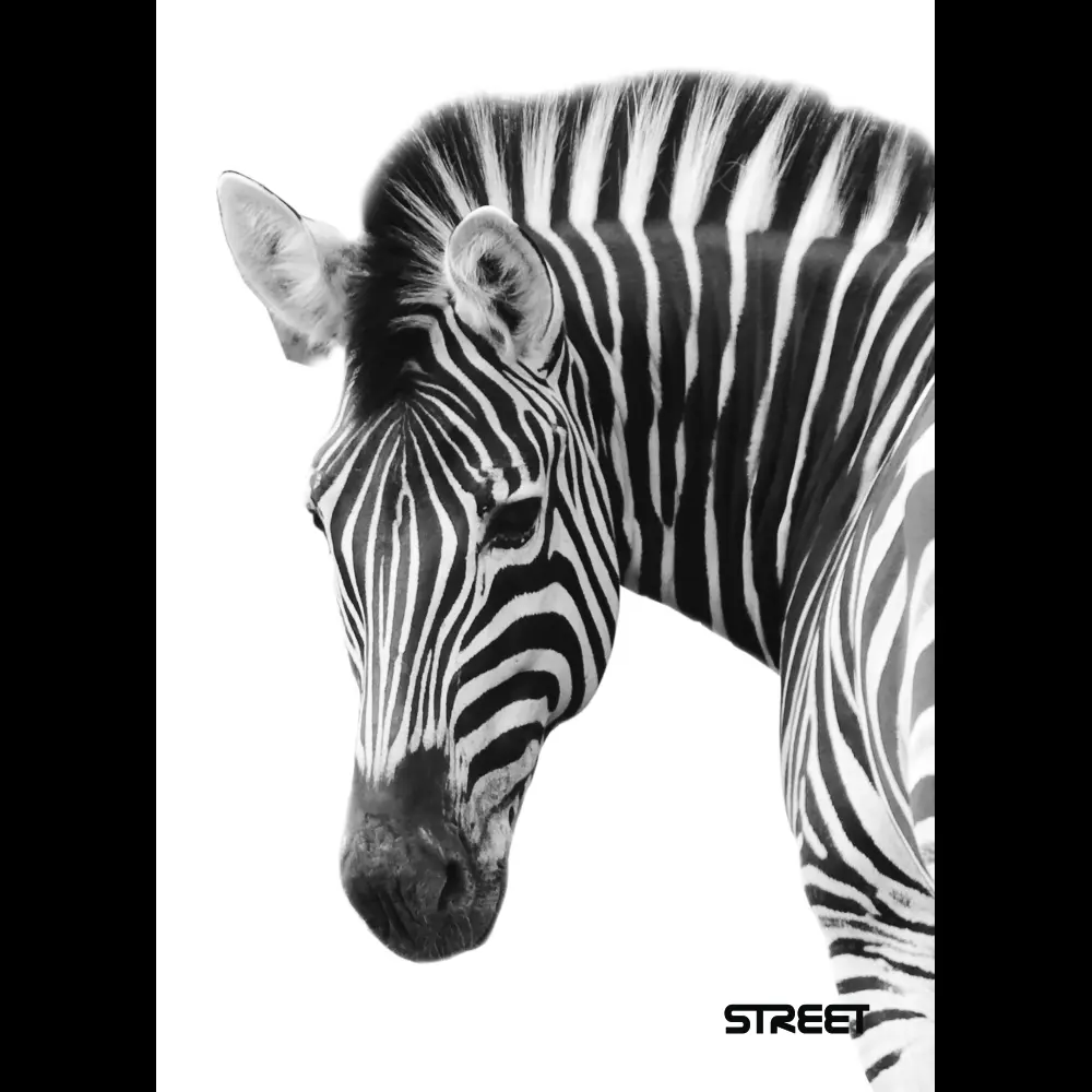 Zvezek Safari A4 1cm karo