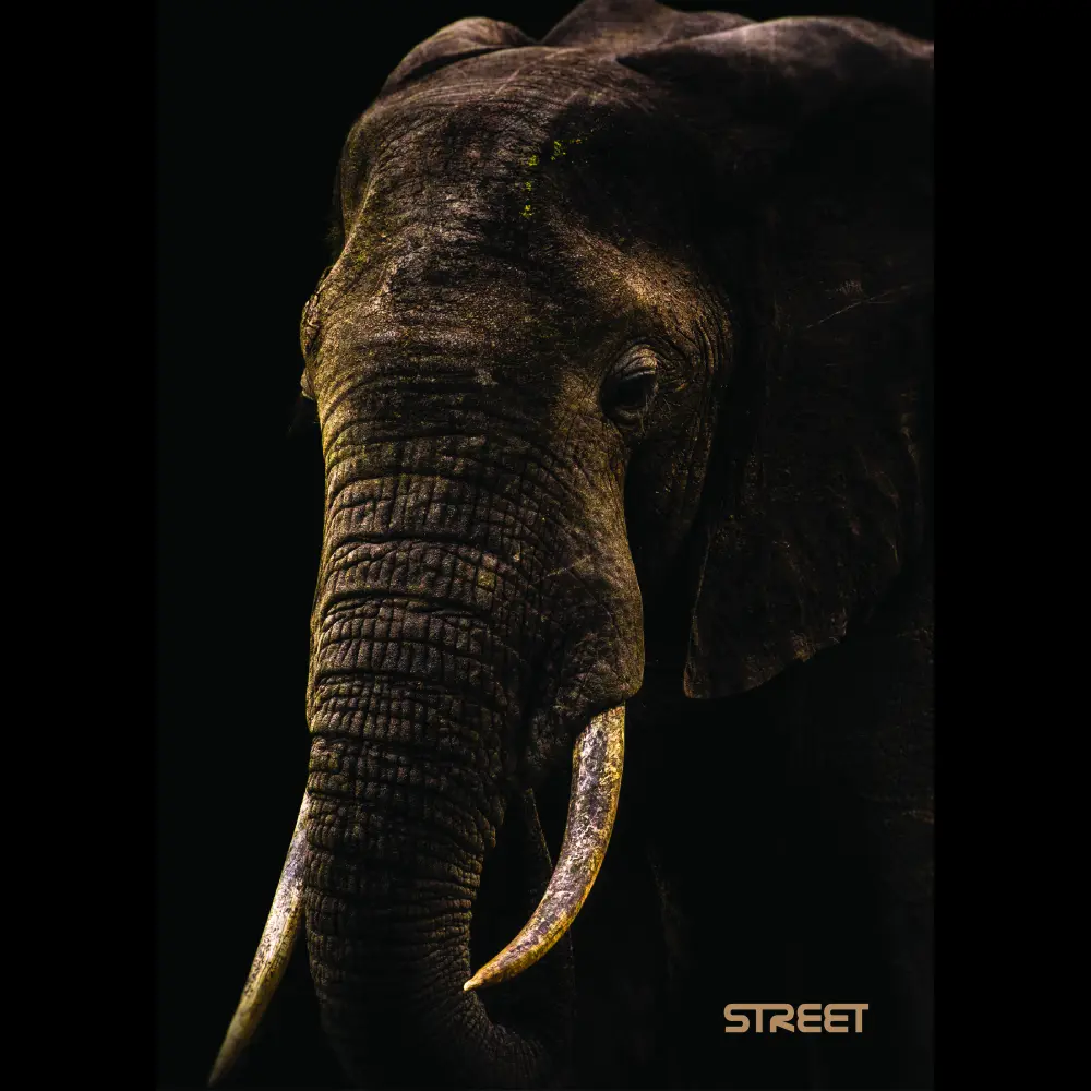 Zvezek Safari A4 1cm karo