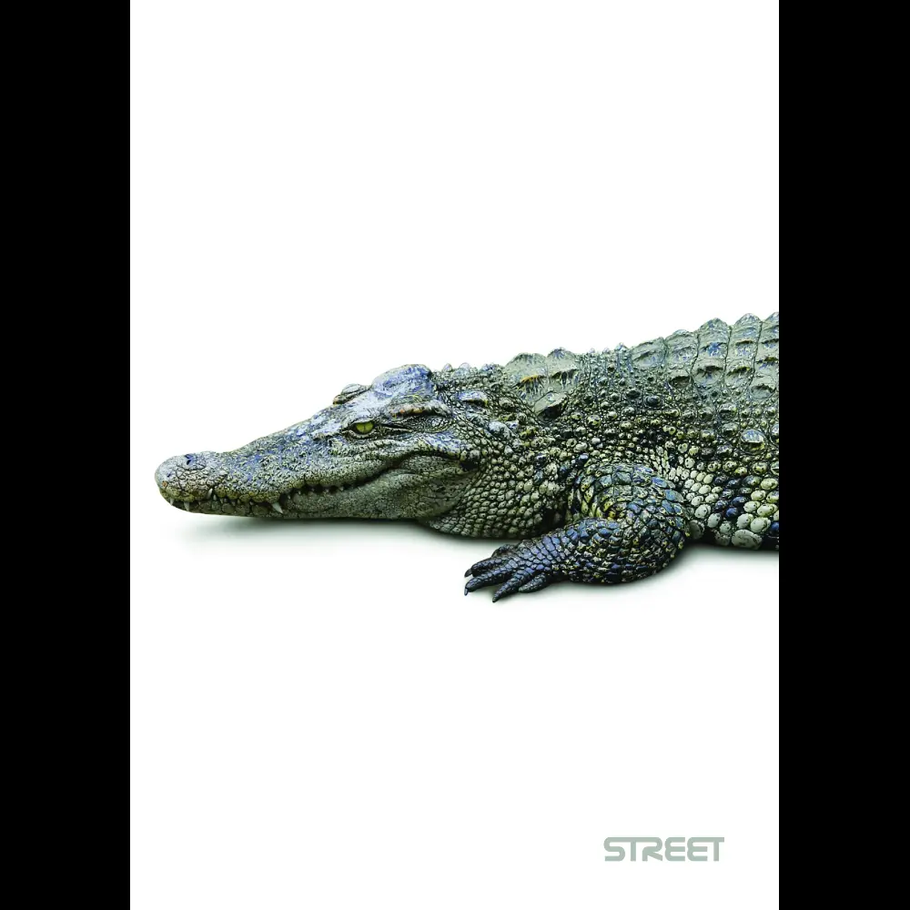 Zvezek Safari A5 črte z robom