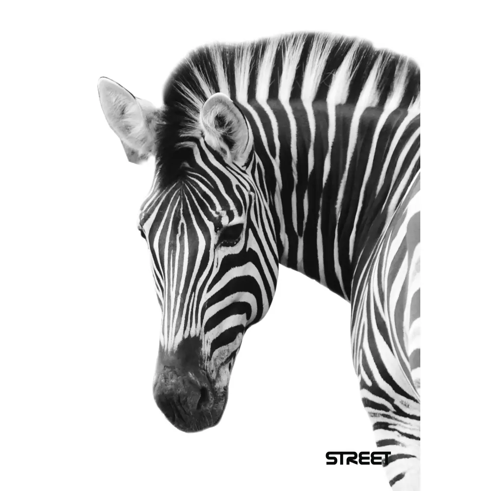 ZVEZEK STREET SAFARI A5 5M 54L 80GR