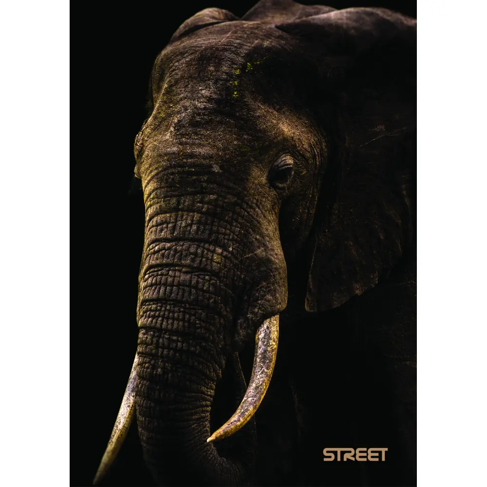 ZVEZEK STREET SAFARI A5 5M 54L 80GR