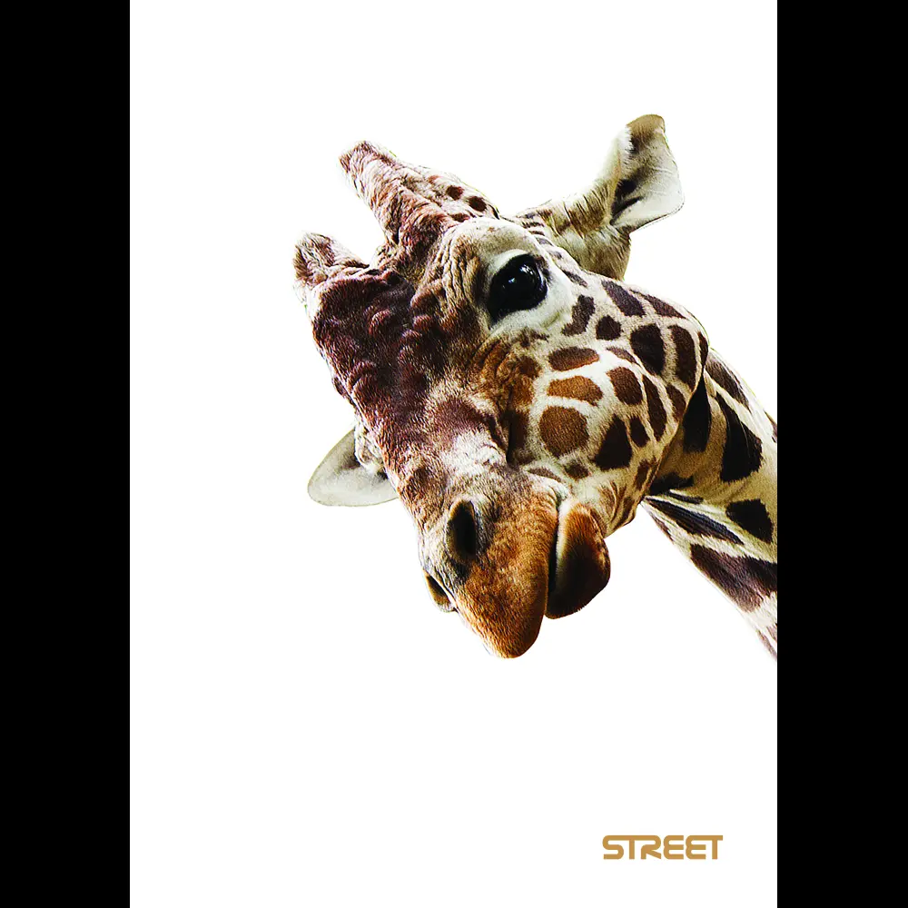 Zvezek Safari A5 brezčrtni